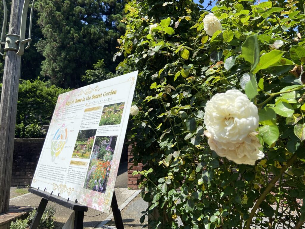 秘密の花苑のバラ
